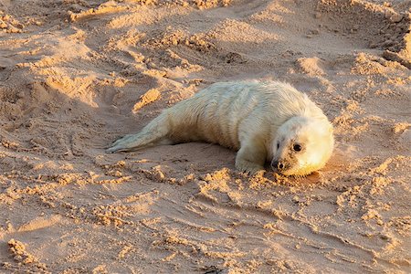 Baby newborn seal with white fluffy coat waiting on the sandy beach for food from mummy. Norfolk coastline at Horsey Gap Stock Photo - Budget Royalty-Free & Subscription, Code: 400-09170377