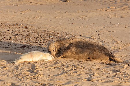 Large female seal nose to nose with baby seal pup on the beach in the UK at sun rise. Horsey Gap in Norfolk Stock Photo - Budget Royalty-Free & Subscription, Code: 400-09170379