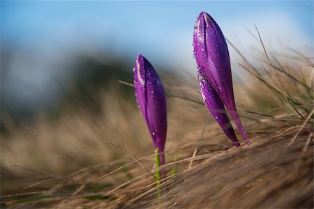 Violet crocus buds covered with water drops. Flowers against nature blur background. Fotografie stock - Microstock e Abbonamento, Codice: 400-09170415