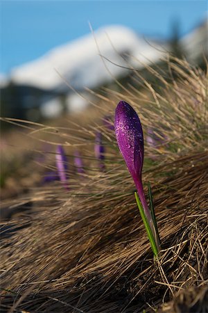 Violet crocus bud covered with water drops against white mountains background. Stock Photo - Budget Royalty-Free & Subscription, Code: 400-09170417