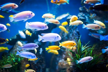 simsearch:400-07465453,k - Colorful fish - Kolobrzeg aquarium tank Photographie de stock - Aubaine LD & Abonnement, Code: 400-09170506