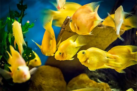 simsearch:400-07465453,k - Parrot Cichlid - Kolobrzeg aquarium tank Photographie de stock - Aubaine LD & Abonnement, Code: 400-09170508