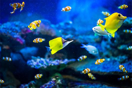 simsearch:400-07465453,k - Colorful fish - Kolobrzeg aquarium tank Photographie de stock - Aubaine LD & Abonnement, Code: 400-09170502