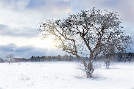 Bare tree in a snow field with sunrise sunlight shining through the landscape. Early morning snow scene in Norfolk UK during winter Foto de stock - Royalty-Free Super Valor e Assinatura, Número: 400-09170594