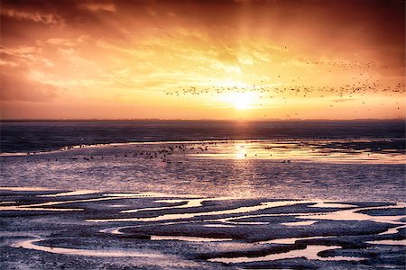 simsearch:689-03125806,k - Beautiful sunset with the oceans tide coming in and large flocks of wild birds. Located on the East coast in Norfolk England famous for its wildlife and nature. Stock Photo - Budget Royalty-Free & Subscription, Code: 400-09170626