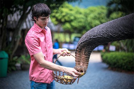 Young man feeds bananas an elephant eats bananas Stock Photo - Budget Royalty-Free & Subscription, Code: 400-09170756