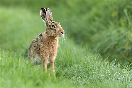 Beautiful wild hare in Norfolk UK early morning seen close up and in high detail. Wet grass farmland location Foto de stock - Royalty-Free Super Valor e Assinatura, Número: 400-09170768