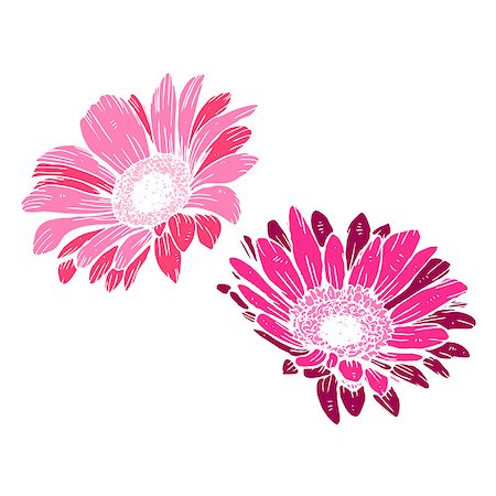 Cute pink daisies isolated on white background. Festive decorative elements for design poster, greeting card, photo album, banner. Botanical vector Illustration Stockbilder - Microstock & Abonnement, Bildnummer: 400-09170986