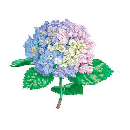 Beautiful gentle hydrangea flower isolated on white background. A large inflorescence on a stem with green leaves. Botanical vector Illustration Stockbilder - Microstock & Abonnement, Bildnummer: 400-09170982