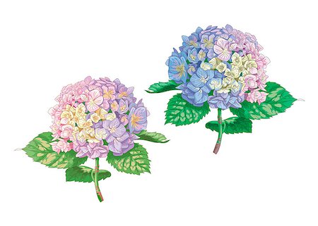 simsearch:400-09170984,k - Beautiful gentle hydrangea flowers isolated on white background. A large inflorescence on a stem with green leaves. Botanical vector Illustration Stockbilder - Microstock & Abonnement, Bildnummer: 400-09170983