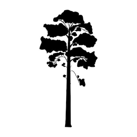 Silhouette pine tree coniferous flora.Vector illustration icon Stock Photo - Budget Royalty-Free & Subscription, Code: 400-09171076