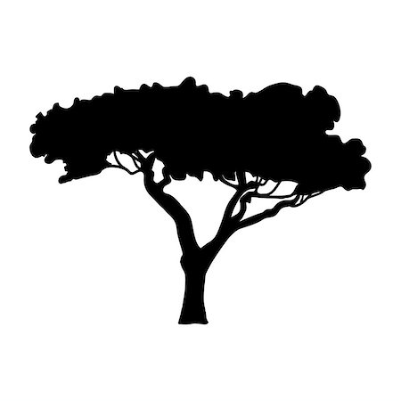 Silhouette Acacia icon tree flora. Vector illustration Stock Photo - Budget Royalty-Free & Subscription, Code: 400-09171085