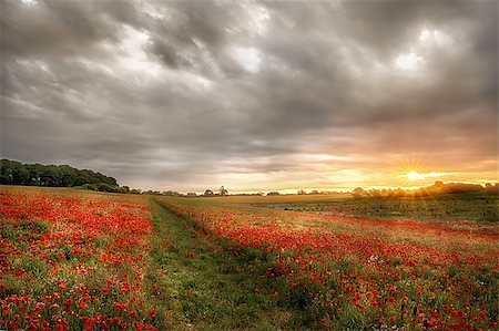 Path through wild poppies at dawn. Sunrise breaks over poppy field in rural Norfork UK. Foto de stock - Royalty-Free Super Valor e Assinatura, Número: 400-09171544