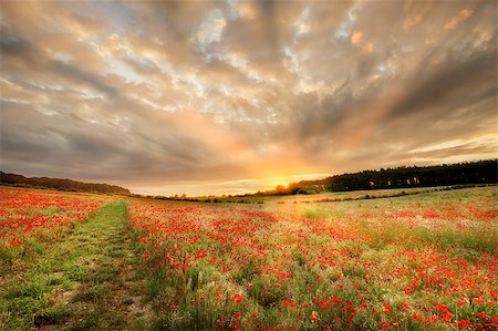 Stunning poppy field at sunrise in Norfolk UK. Large field of flowers with a path and orange sun light rays as dawn breaks over the trees Foto de stock - Royalty-Free Super Valor e Assinatura, Número: 400-09171545