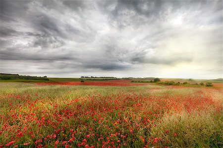 Vast wild red poppy fields landscape in rural Norfolk UK. Cloudy and stormy skies over a crop of wild flowers during late spring in England Foto de stock - Royalty-Free Super Valor e Assinatura, Número: 400-09171546