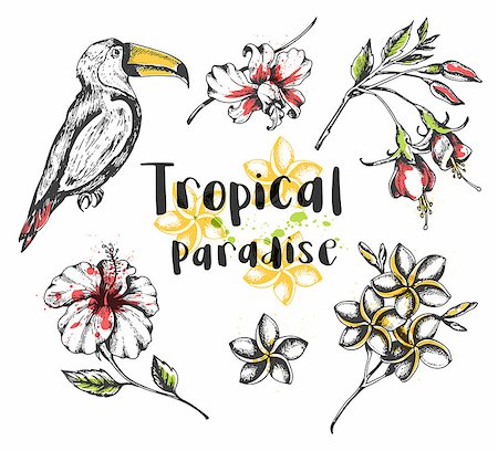 simsearch:400-09048464,k - Set of vector hand drawn summer tropical design elements. Toucan bird and tropical flowers Stockbilder - Microstock & Abonnement, Bildnummer: 400-09172799