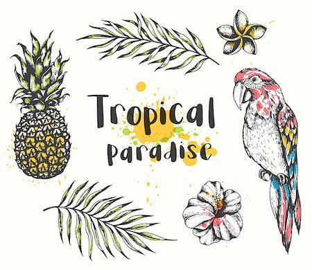 simsearch:400-09048464,k - Set of vector hand drawn summer tropical design elements. Parrot, pineapple, tropical flowers and palm leaves on a white background Stockbilder - Microstock & Abonnement, Bildnummer: 400-09172801