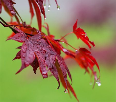 simsearch:851-02963822,k - Leaves of red Japanese-maple (Acer japonicum) with water drops after rain. Close-up view. Stockbilder - Microstock & Abonnement, Bildnummer: 400-09173251