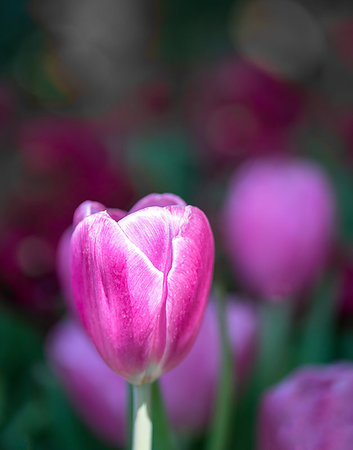 Close up purple tulips blooming in the flower garden Stock Photo - Budget Royalty-Free & Subscription, Code: 400-09186259