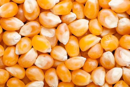 popcorn pattern - Raw golden sweet corn popcorn grain seeds texture macro Stock Photo - Budget Royalty-Free & Subscription, Code: 400-09186251