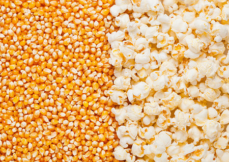 popcorn pattern - Raw golden sweet corn and popcorn seeds half plate macro Stock Photo - Budget Royalty-Free & Subscription, Code: 400-09186253