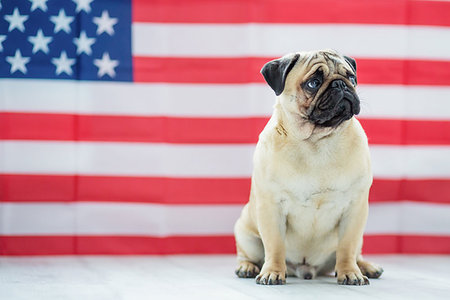 pug, not people - Pug on the background of the American flag. Beautiful beige puppy pug on the background of the American flag on Independence Day. Stock Photo - Budget Royalty-Free & Subscription, Code: 400-09186406