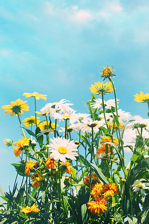 sandralise (artist) - Summer flowers against a blue sky Foto de stock - Super Valor sin royalties y Suscripción, Código: 400-09186435