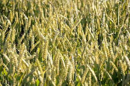 barley crop on an irish farm Stock Photo - Budget Royalty-Free & Subscription, Code: 400-09193449