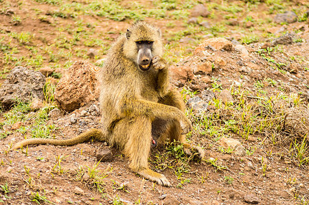simsearch:400-08011937,k - Baboon sitting on a stone cleaning his teeth in the savannah amboseli park in K enya Stock Photo - Budget Royalty-Free & Subscription, Code: 400-09193456