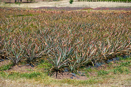 pineapple field pic - View of Black Pineapple Field on the island Antiqua, Caribbean Stock Photo - Budget Royalty-Free & Subscription, Code: 400-09193467