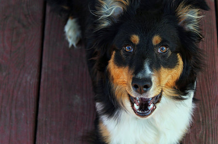 sheep dog portraits - An Australian shepherd puppy eagerly waiting for a treat on the deck. Stock Photo - Budget Royalty-Free & Subscription, Code: 400-09193529