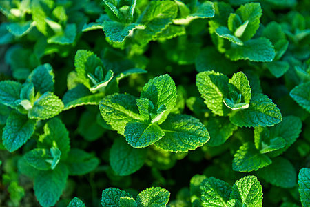 simsearch:400-04785692,k - Fresh mint, herb and spice. Organic gardening and farming background with green refreshing mint leaves. Fotografie stock - Microstock e Abbonamento, Codice: 400-09224046