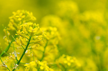 simsearch:400-09224451,k - Yellow coleseed flowers grow in fresh air in the spring Stock Photo - Budget Royalty-Free & Subscription, Code: 400-09224153