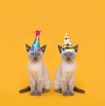 simsearch:400-07050558,k - Siamese Party Cats Wearing Birthday Hats Stockbilder - Microstock & Abonnement, Bildnummer: 400-09224184