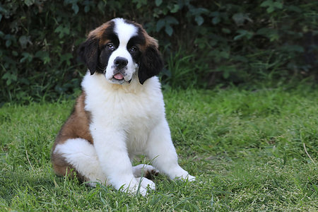 simsearch:400-06108834,k - Adorable Saint Bernard Puppy With Sweet Expression Photographie de stock - Aubaine LD & Abonnement, Code: 400-09224185