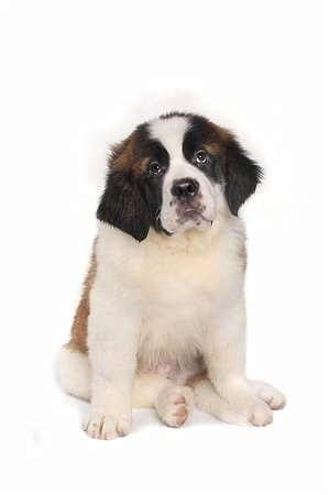 simsearch:400-06108834,k - Adorable Saint Bernard Puppy With Sweet Expression Photographie de stock - Aubaine LD & Abonnement, Code: 400-09224186