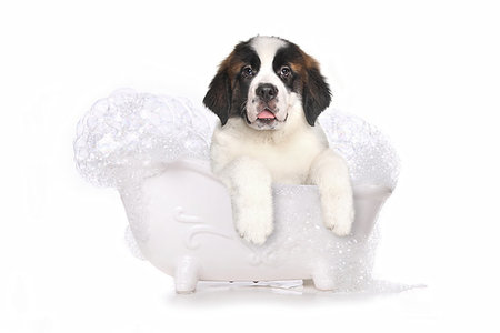 simsearch:400-06108834,k - Adorable Saint Bernard Puppy With Sweet Expression Photographie de stock - Aubaine LD & Abonnement, Code: 400-09224187