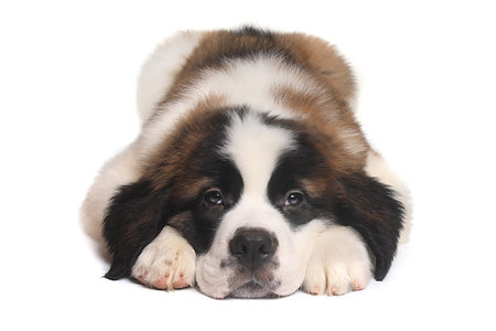 simsearch:400-06108834,k - Adorable Saint Bernard Puppy With Sweet Expression Photographie de stock - Aubaine LD & Abonnement, Code: 400-09224183