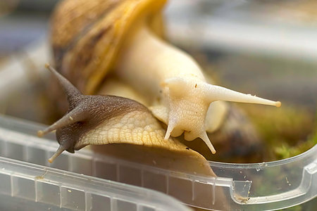 Snails gastropods that have an external shell, move very slowly, damage the yield of cabbage Photographie de stock - Aubaine LD & Abonnement, Code: 400-09224196