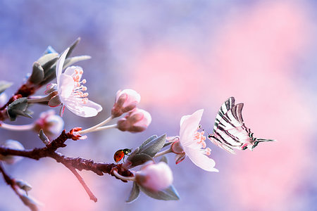 Beautiful sakura flower cherry blossom with ladybug and butterfly. Greeting card background template. Shallow depth. Soft pink and purple toned. Copy space. Photographie de stock - Aubaine LD & Abonnement, Code: 400-09224200