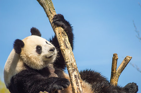 panda reserve - Giant panda sitting on a wooden platform in a wildlife park in the north west of Belgium Stock Photo - Budget Royalty-Free & Subscription, Code: 400-09224262