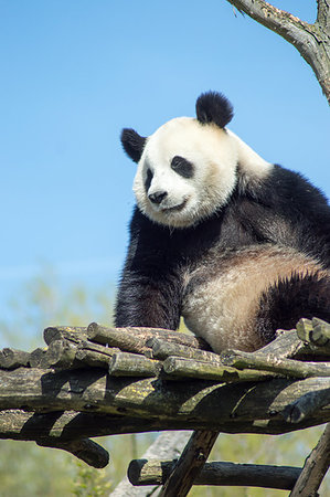 simsearch:400-07621881,k - Giant panda sitting on a wooden platform in a wildlife park in the north west of Belgium Stockbilder - Microstock & Abonnement, Bildnummer: 400-09224263