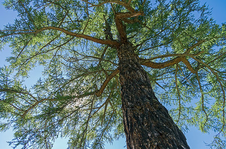 simsearch:400-09274553,k - Crown of a Siberian larch on a background of blue sky. Altai Mountains, Russia. Sunny summer day. Stock Photo - Budget Royalty-Free & Subscription, Code: 400-09224315