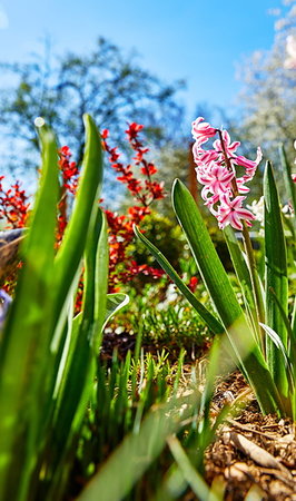 simsearch:400-04785692,k - Spring flower hyacinth on garden bed in yard gardening and floriculture. Sunny day with blue sky. Fotografie stock - Microstock e Abbonamento, Codice: 400-09224358