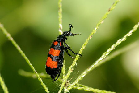 simsearch:400-06138663,k - This blister beetle was continuously moving up and down. In this position he was looking nice and the eye was clearly visible. Stock Photo - Budget Royalty-Free & Subscription, Code: 400-09224544