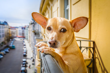 damedeeso (artist) - nosy watching dog form top of balcony, very curious and looking around Fotografie stock - Microstock e Abbonamento, Codice: 400-09224549