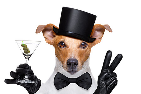 simsearch:400-07822392,k - drunk jack russell dog toasting  and drinking a cocktail  martini drink with olives, isolated on white background Foto de stock - Super Valor sin royalties y Suscripción, Código: 400-09224557