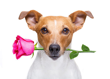 jack russell dog with  a pink red rose in mouth , in love on valentines day, isolated on white background Stockbilder - Microstock & Abonnement, Bildnummer: 400-09224559