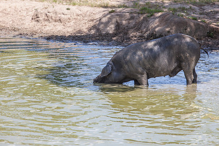 Hairless breed of black iberian pig. Extremadura, Spain. Enjoying the pond Stockbilder - Microstock & Abonnement, Bildnummer: 400-09224587