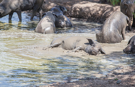 Hairless breed of black iberian pigs. Extremadura, Spain. Enjoying the pond Stockbilder - Microstock & Abonnement, Bildnummer: 400-09224588